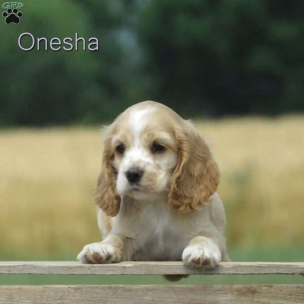 Onesha, Cocker Spaniel Puppy